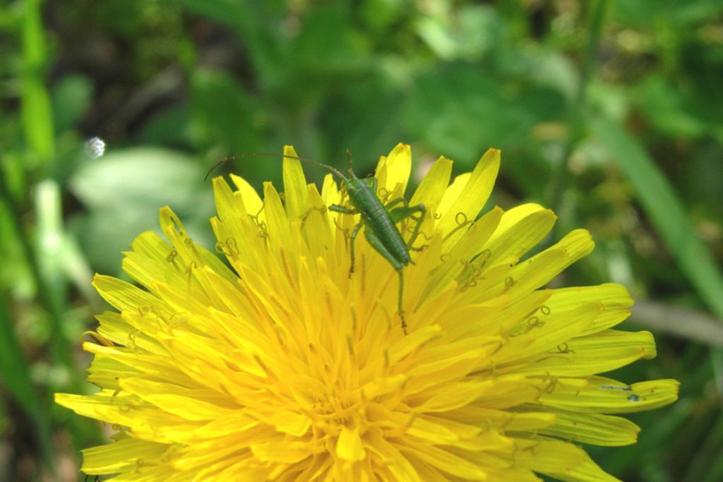 Tettigoniidae:   neanidi di Tettigonia sp.